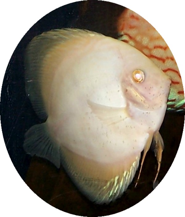 Albino Golden Dragon Discus - 2 inch